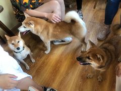 -柴犬高等学院·狗咖·柴犬售卖·宠物训练