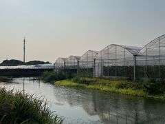 -马陆小张葡萄园农家乐