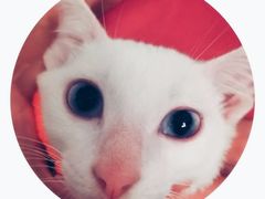-伟伟宠物医院·CT影像中心·瑞派犬猫综合性门诊(汉口总院)