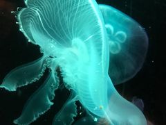 -悉尼海洋生物水族馆