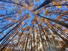 -硗碛藏寨·神木垒景区