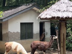 -杭州动物园