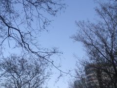 -三里屯东五街银杏大道