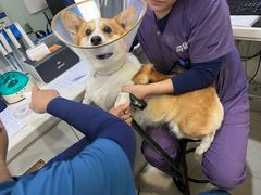 -萌兽医馆·眼科·异宠专科(三里屯店)