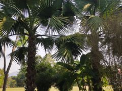 -中国科学院西双版纳热带植物园