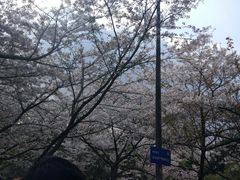 -武汉大学-樱园
