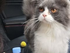 -瑞派名望志远动物医院·猫科·內科·异宠专科(直港大道店)
