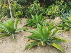 -深圳仙湖植物园