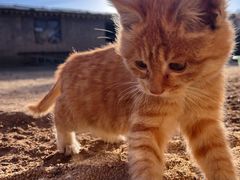 -张金涛熏鸡(人民南路店)