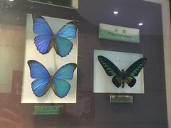 -上海昆虫博物馆