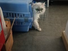 -美联众合动物医院·24h转诊中心