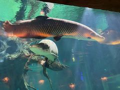 -华夏文旅海洋公园