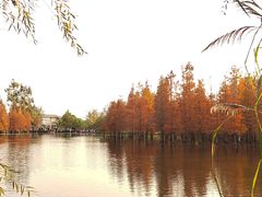 -白鹭湾湿地公园