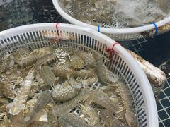 -喜来酌海鲜·饺子(和平一店)