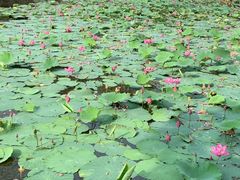 -上海鲜花港
