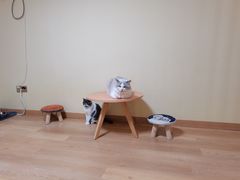 -Meowの猫咖(万家丽店)