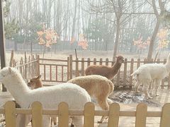 -第五季龙水凤港生态露营农场