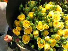 -双季花艺园艺市场(浦东店)