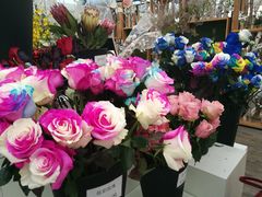 -荷兰花海
