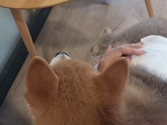-南京Hallo宠物乐园·哈罗犬舍·柴犬繁育基地
