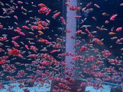 -海合安成都极地海洋公园