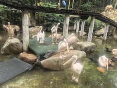 -麒麟中餐厅·经典粤菜·地道菜式老字号(广州长隆酒店)