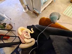 -吉丁鸟咖·异宠·寄养