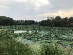 -艾溪湖湿地公园