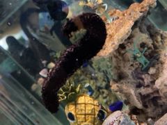 -太平洋海底世界博览馆·展览厅