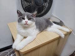 -小猫来了·猫舍(红山六九七九店)
