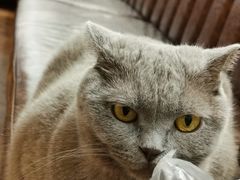 -猫小院猫主题餐厅(三里屯店)
