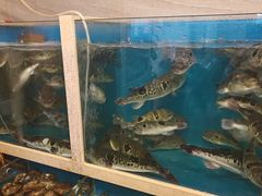 -天正河鲀·河豚亭(大连店)