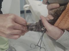 -艾吉宠物医院·疑难杂症转诊中心·猫友好(碧江路院)