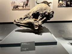 -自贡恐龙博物馆