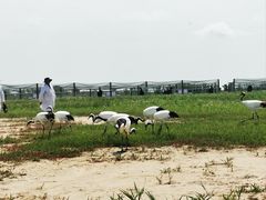 -盐城丹顶鹤湿地生态旅游区