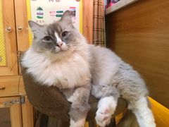 -滚猫咖啡·猫咖·猫友好撸猫(未来城店)