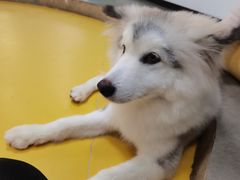 -Husky Go! 哈士奇体验馆·宠物咖啡厅狗咖