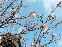 -梅花山(明孝陵内)