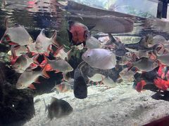 -太平洋海底世界