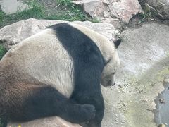 -沈阳森林动物园