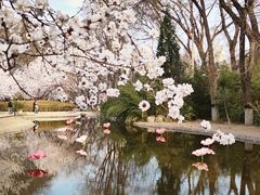 -桃花堤公园