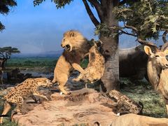 -国家自然博物馆