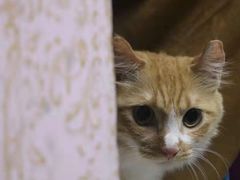 -宠物星动物医院·眼科·异宠·猫科(江南大道总院)