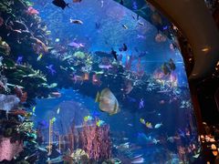 -迪拜帆船酒店海底餐厅