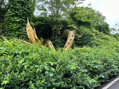 -宜兴龙背山森林公园