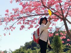 -风云岭森林公园