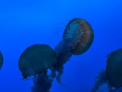 -太平洋海底世界