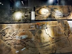 -甘肃地质博物馆