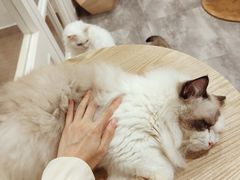 -楼上猫咖(罗湖店)