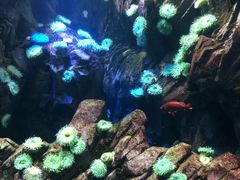 -瑞普利水族馆